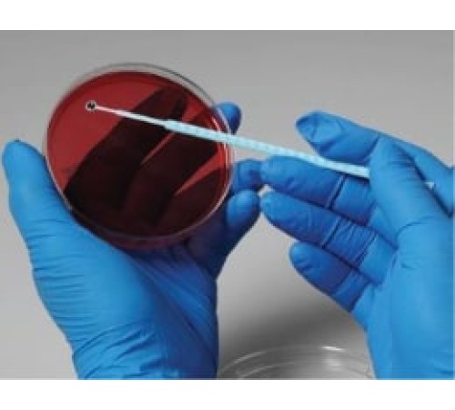 Aspergillus fumigatus, штамм KM 8001, 5 петель, Сulti-Loops, Thermo FS Aspergillus fumigatus, штамм KM 8001, 5 петель, Сulti-Loops, Thermo FS